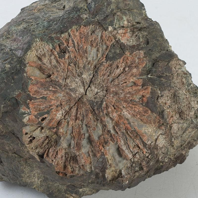 鑑賞石　天然石　菊花石　置物　台付　Z　9752