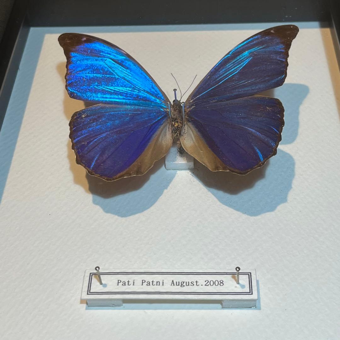モルフォチョウ　大型個体　標本