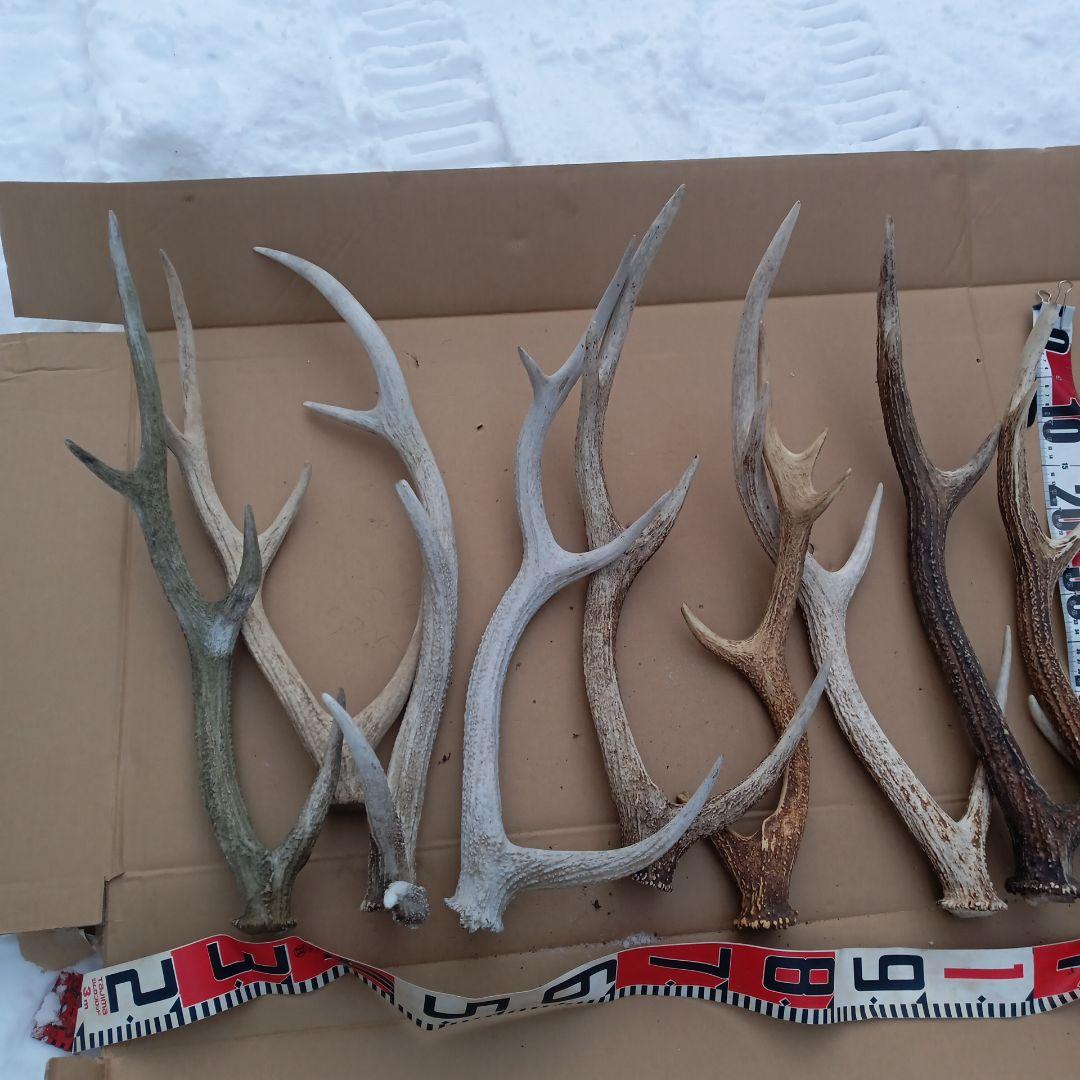 鹿の角 　犬のおもちゃ、工芸品などにどうぞ　２８番