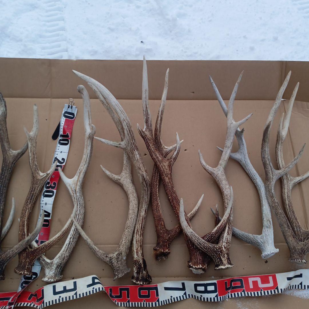 鹿の角 　犬のおもちゃ、工芸品などにどうぞ　２８番