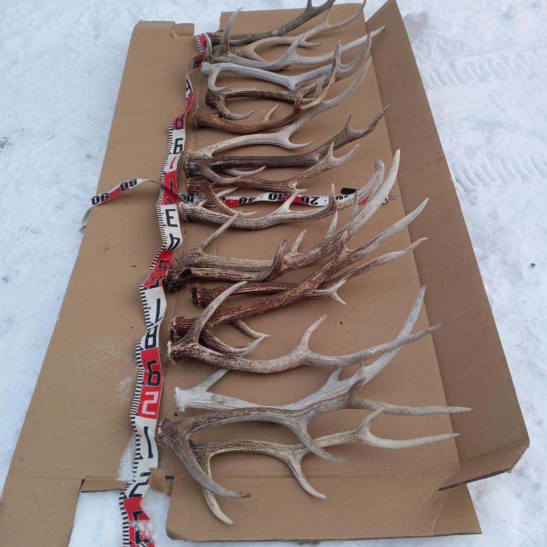 鹿の角 　犬のおもちゃ、工芸品などにどうぞ　２８番