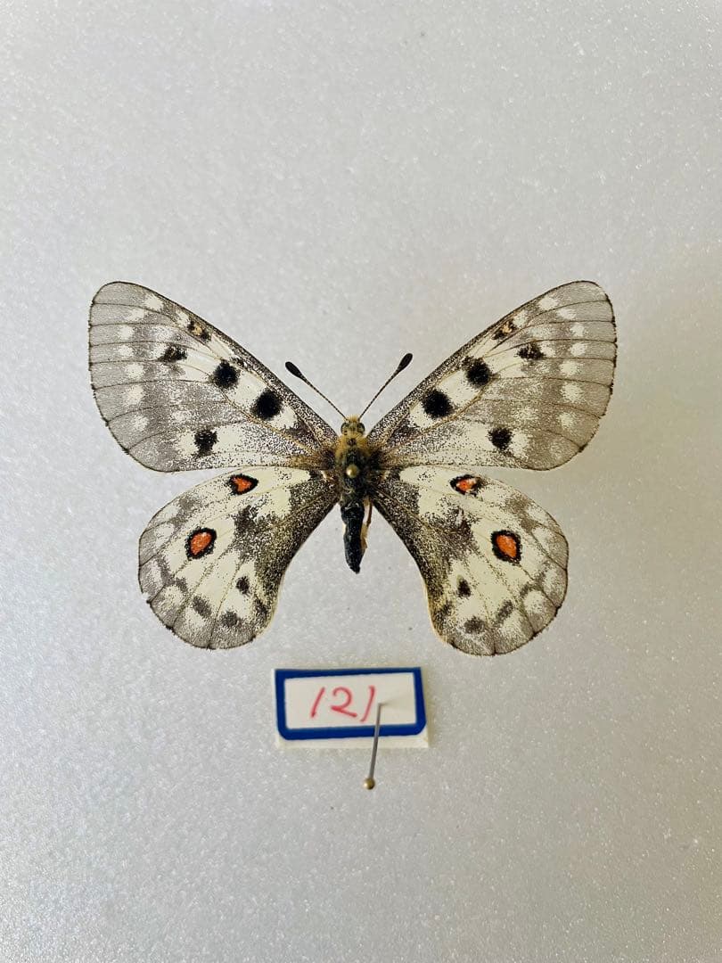 P・スミンテウス（1メス、ワイオミング州/アメリカ）