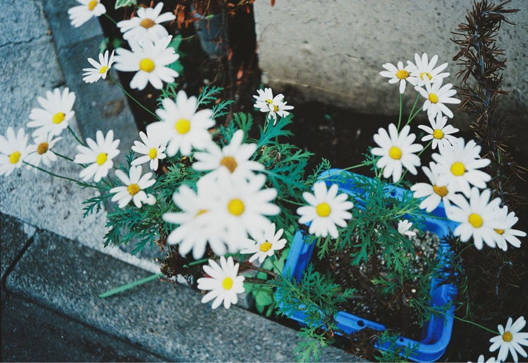 OLYMPUS μ[mju:] コンパクトフィルムカメラ