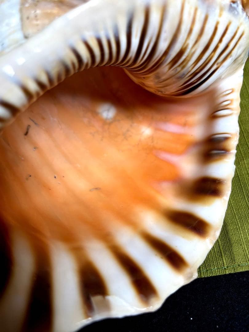 法螺貝　ホラ貝　大きさ約28cm 前後 ホラガイ　ほら貝