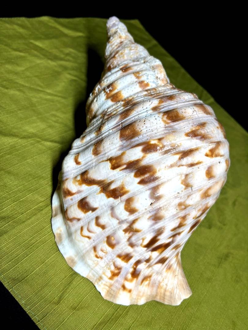 法螺貝　ホラ貝　大きさ約28cm 前後 ホラガイ　ほら貝