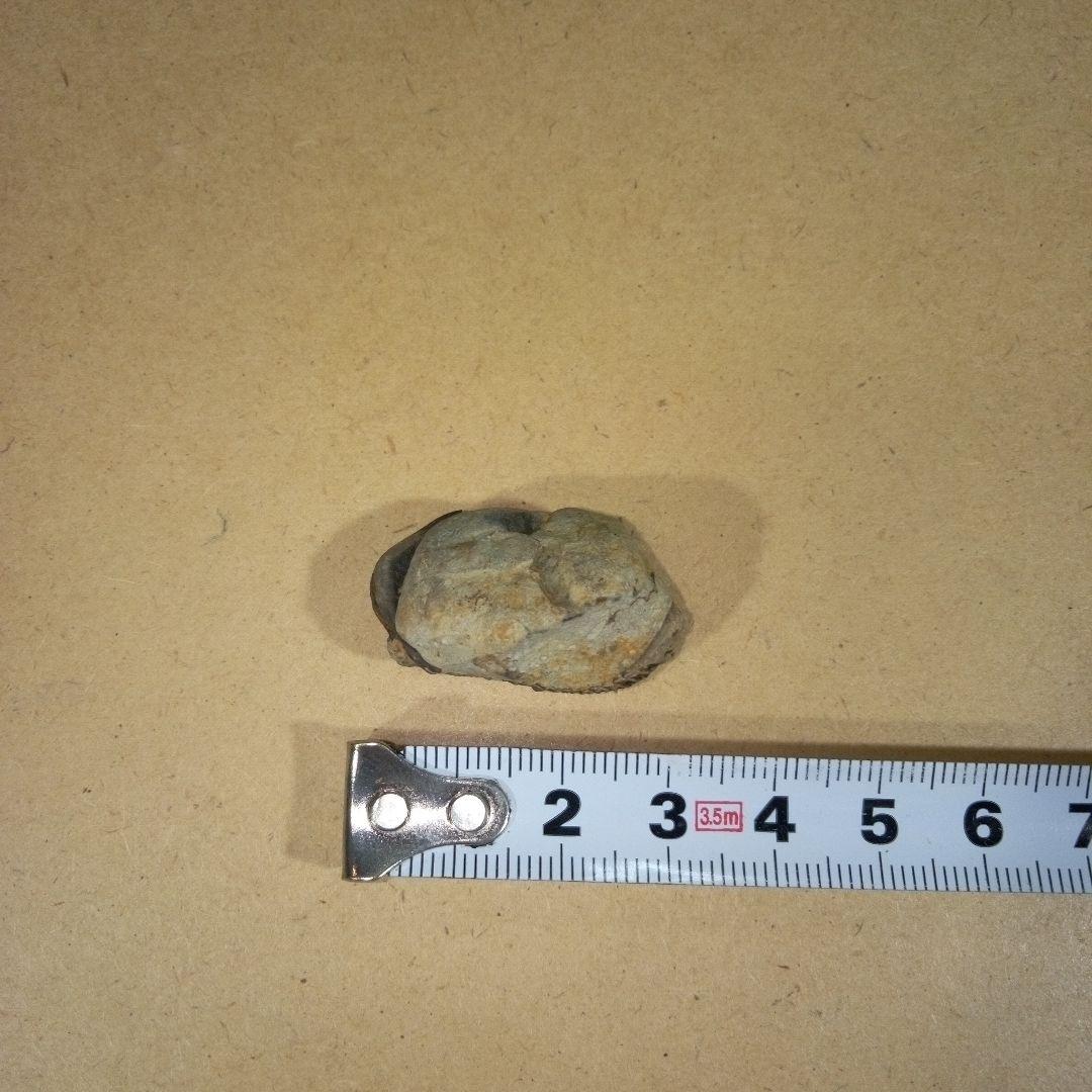 三葉虫　化石　fossil　ボリビア産　レア　Fossil判別⑧