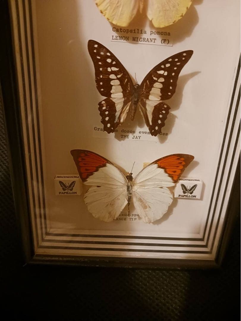 マレーシア産 蝶の標本セット 最大のツマベニチョウ　白アゲハ　コレクション