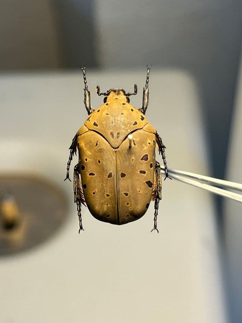 ヒョウモンアヤヒシムネハナムグリ 標本 カナブン プラチナコガネタマムシコメツキ