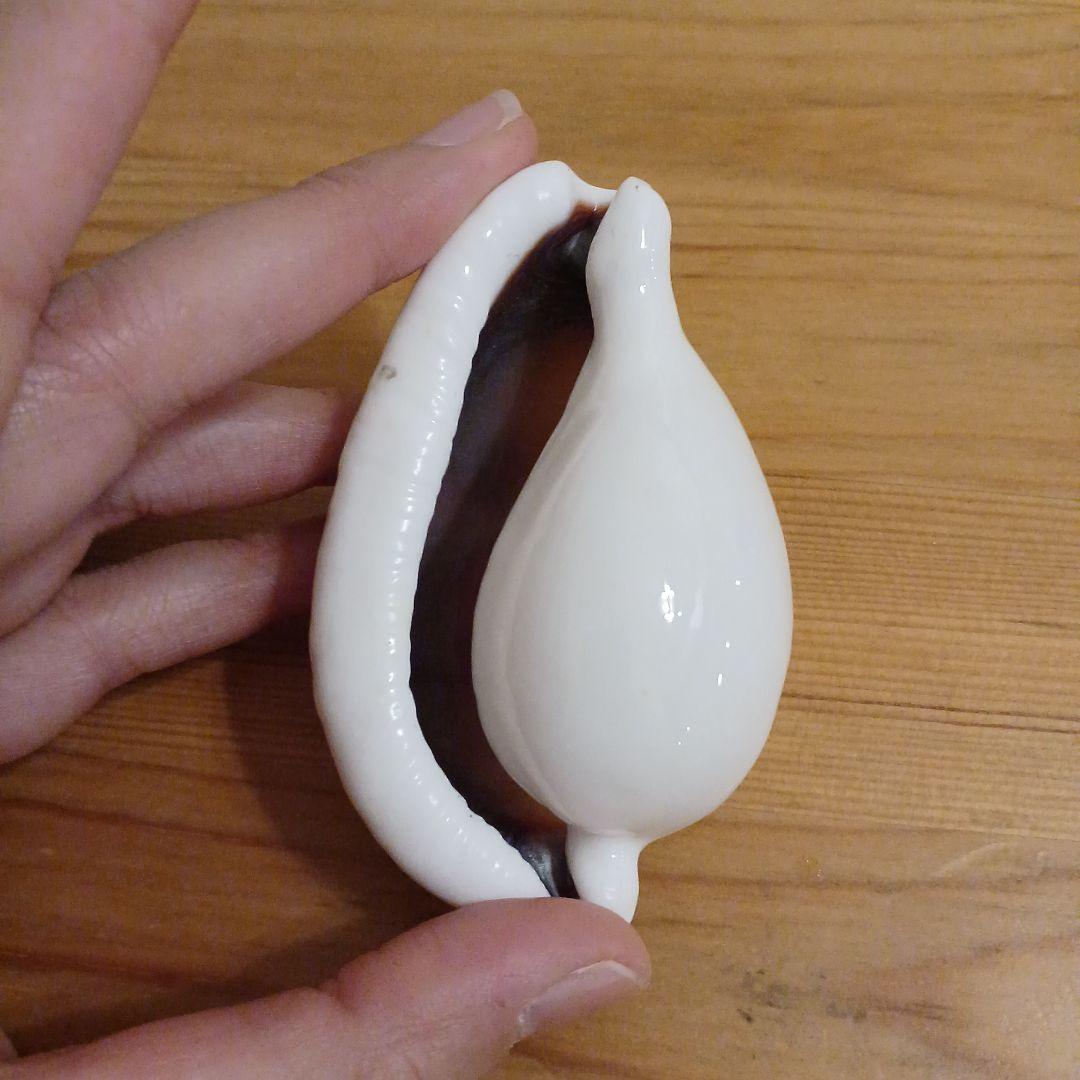 タカラガイ　ウミウサギガイ　屋久島天然