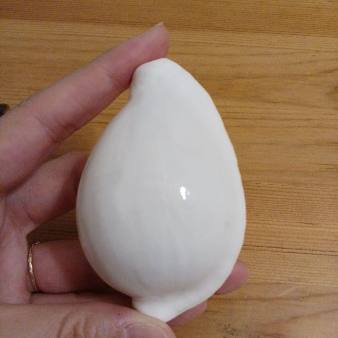 タカラガイ　ウミウサギガイ　屋久島天然