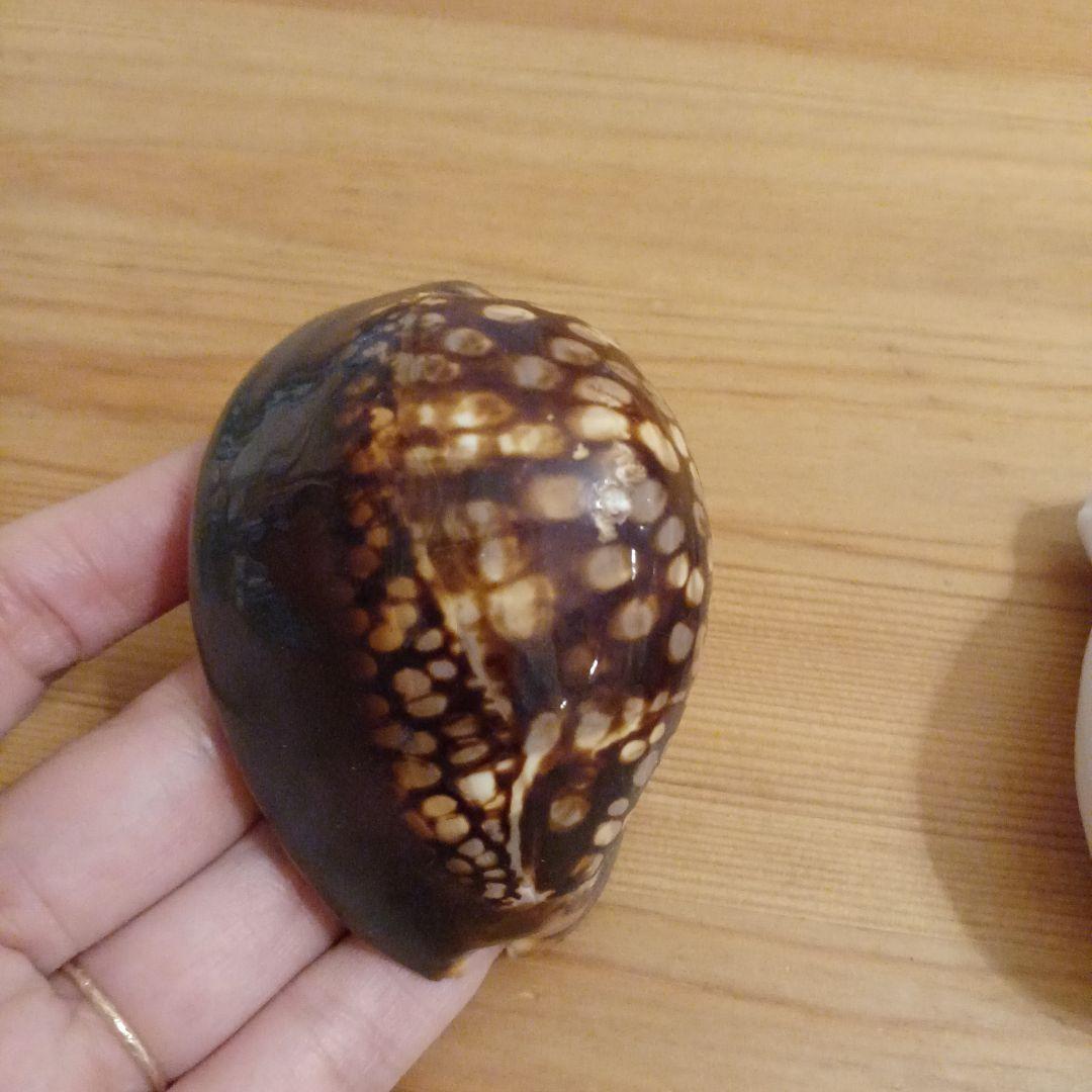 タカラガイ　ウミウサギガイ　屋久島天然