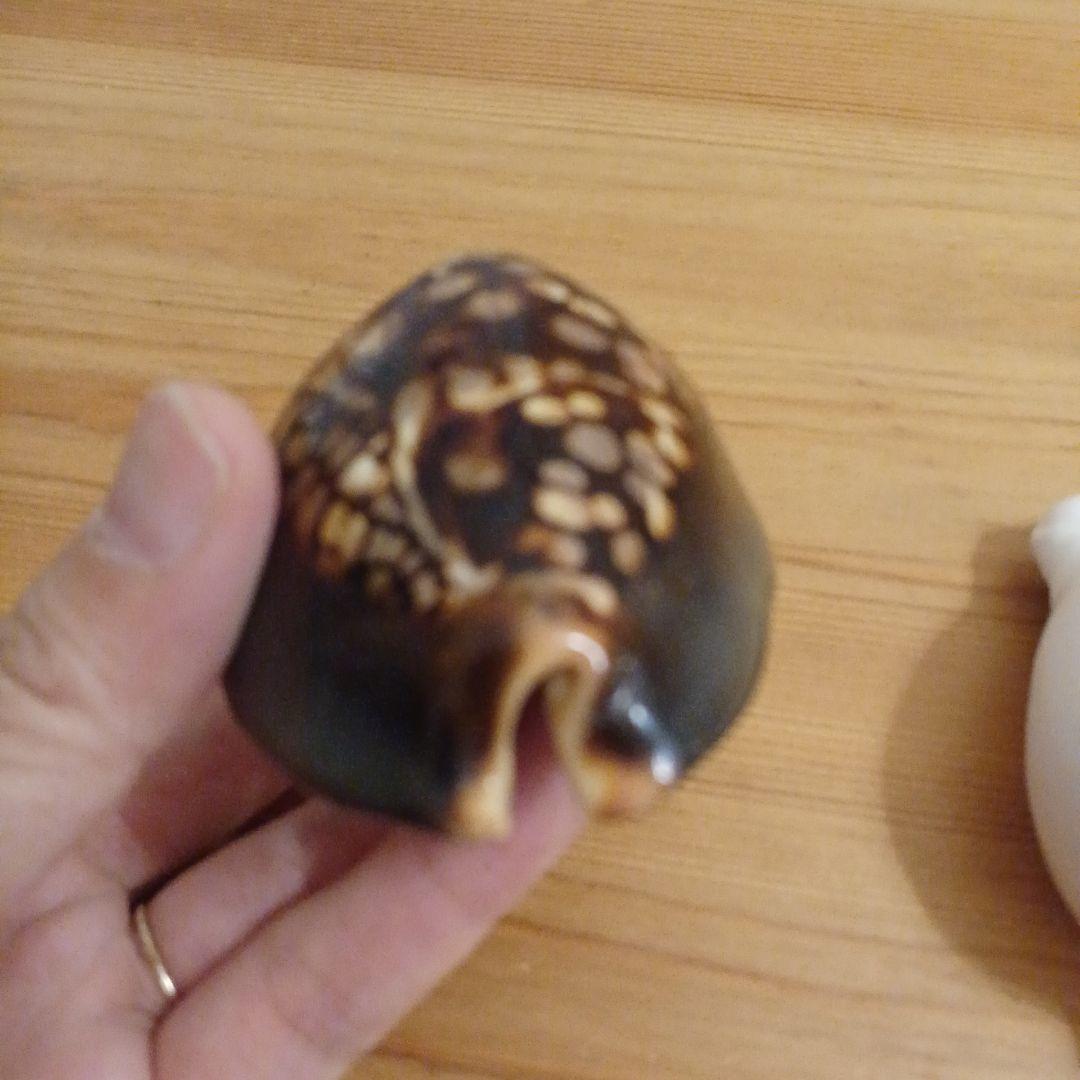 タカラガイ　ウミウサギガイ　屋久島天然