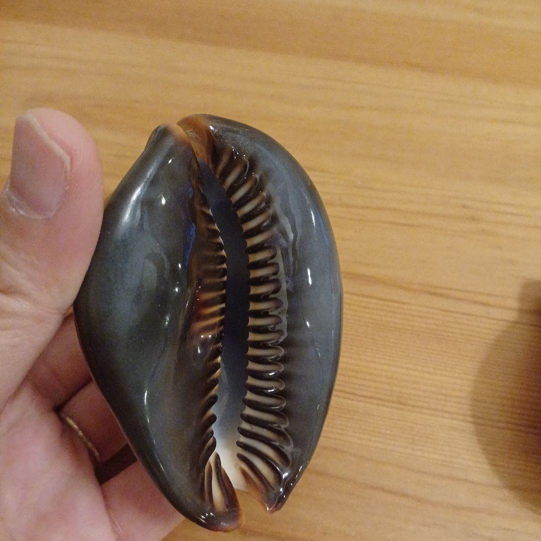 タカラガイ　ウミウサギガイ　屋久島天然