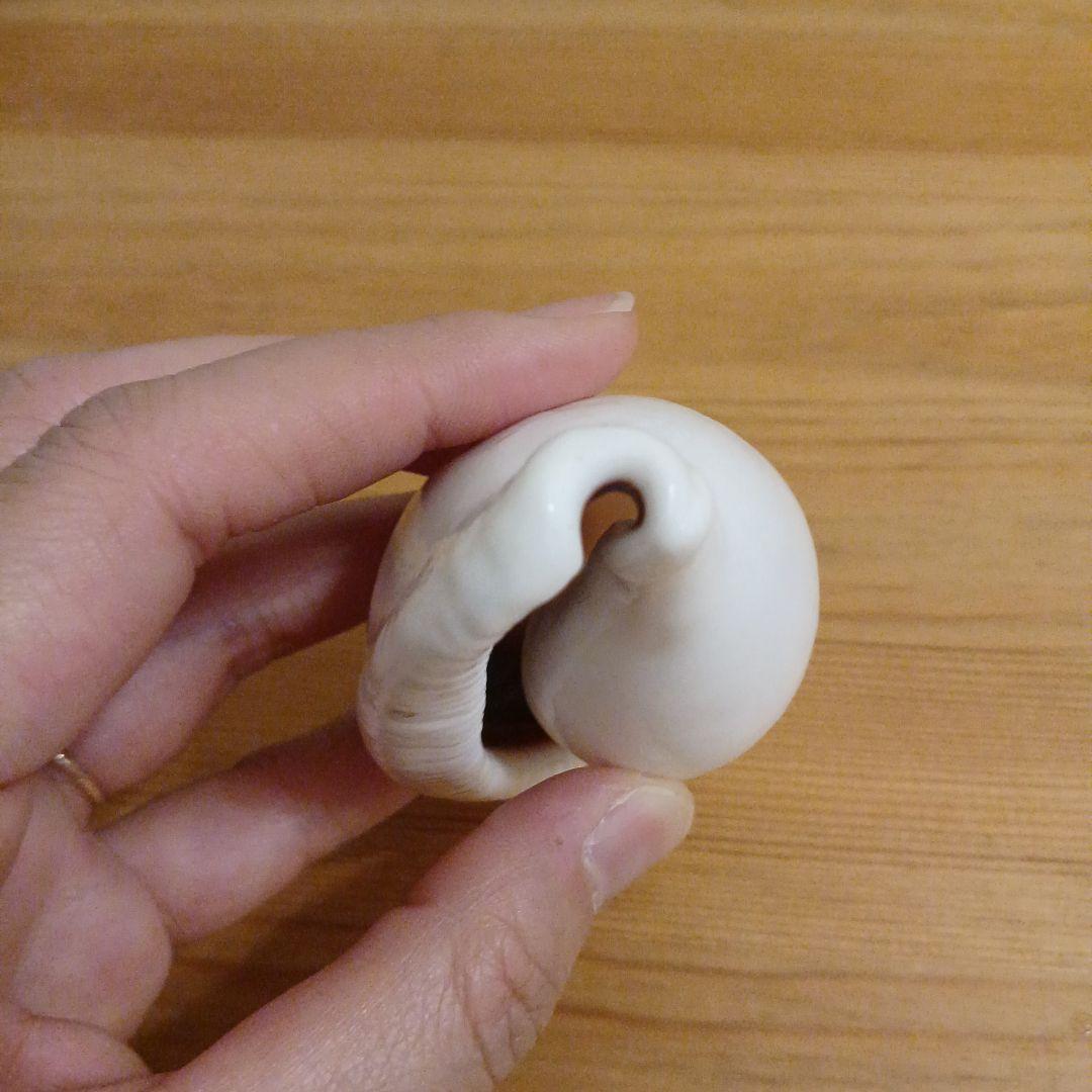 タカラガイ　ウミウサギガイ　屋久島天然