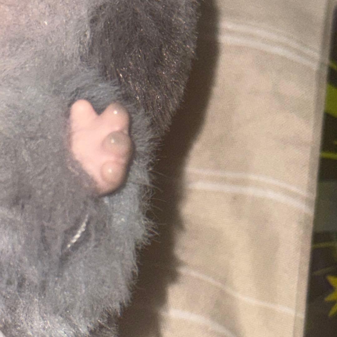 POP MART ラブブ シークレット