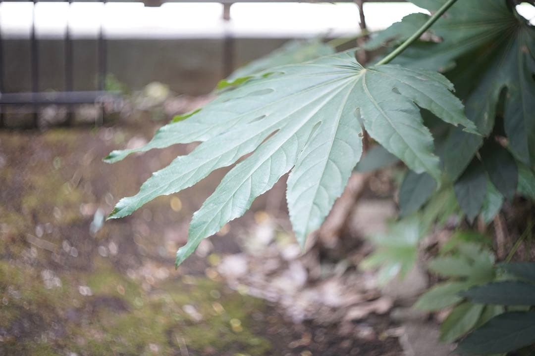 【希少】トロッペン・ズマール 50mm F2／Tropen Summar ライカ