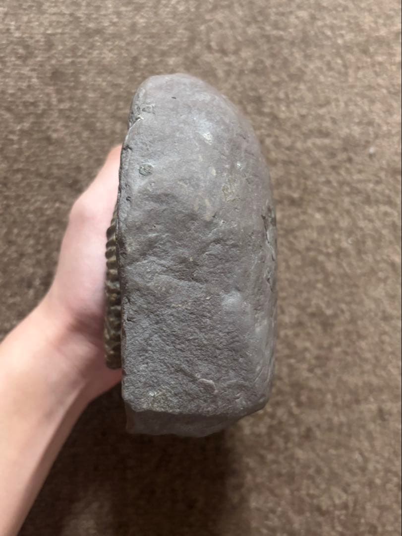 アネトセラス？　アンモナイト　超希少