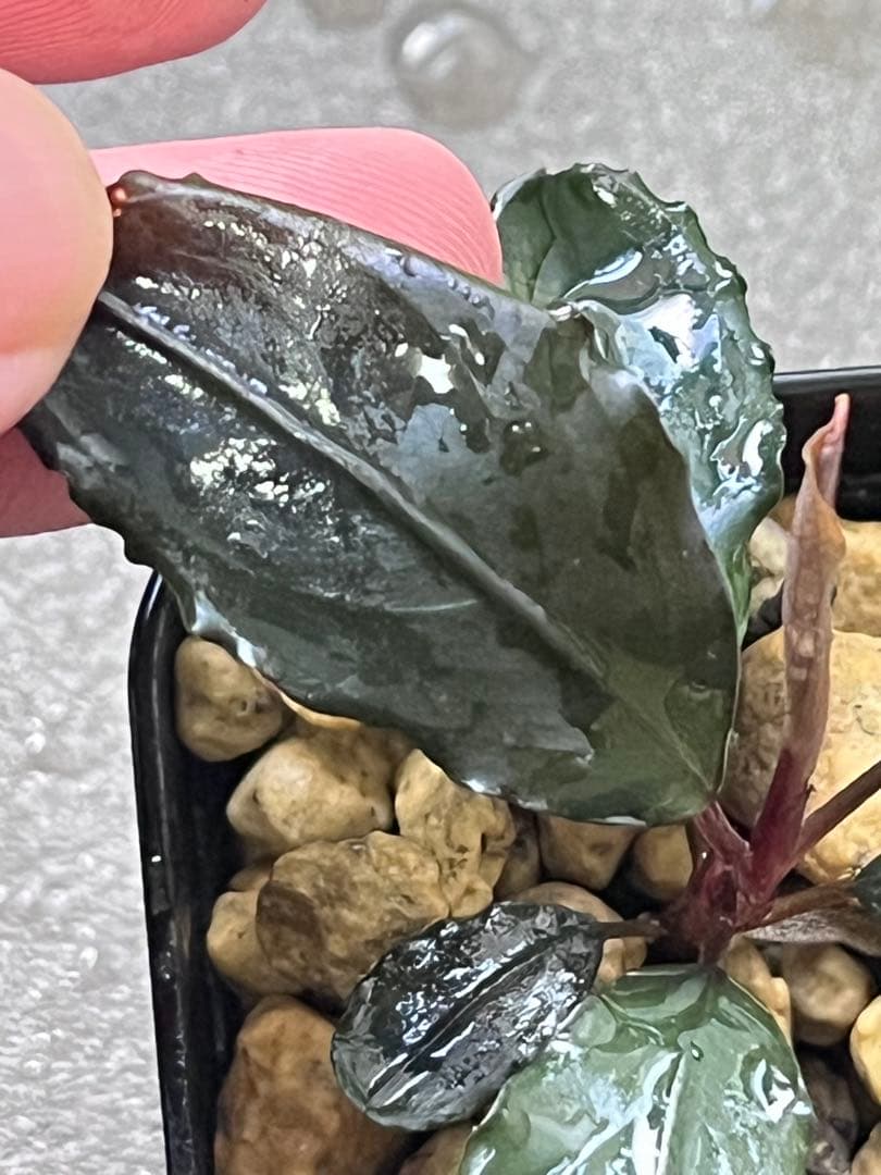 Bucephalandra sp. red l【水の国】