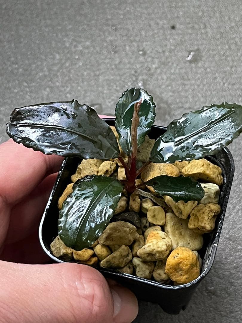 Bucephalandra sp. red l【水の国】