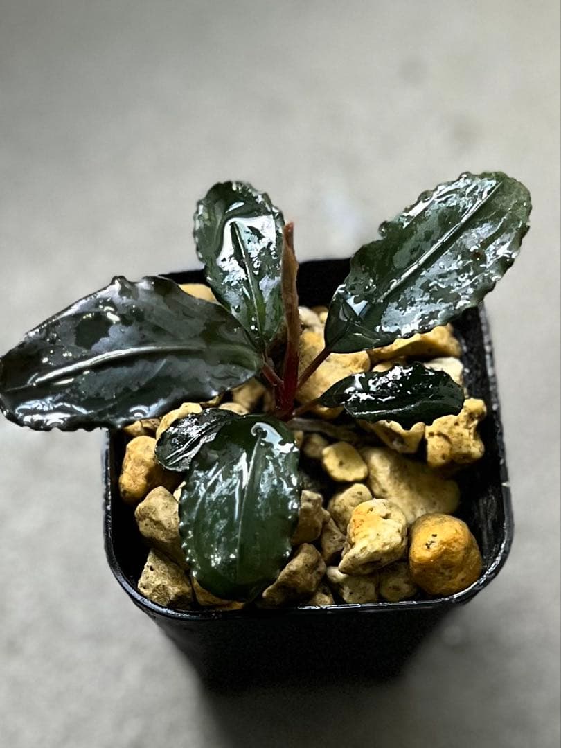 Bucephalandra sp. red l【水の国】