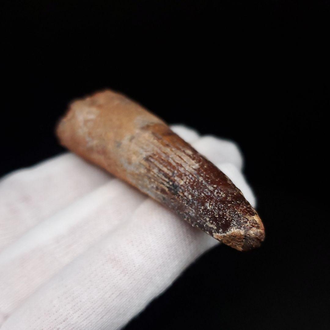 スピノサウルス 本物 モロッコ産 61.64mm  sp476