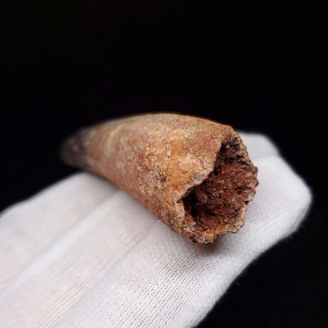 スピノサウルス 本物 モロッコ産 61.64mm  sp476