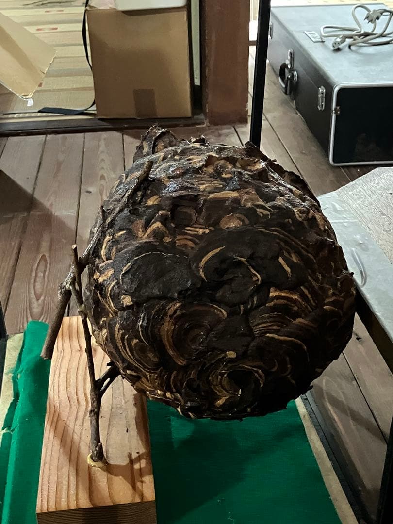 スズメバチの巣　42✖️54 標本