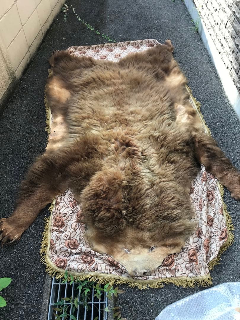 金毛　ヒグマ　巨大　爪　熊の爪