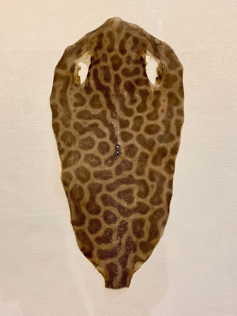 刀剣用　鮫皮　虎鮫12