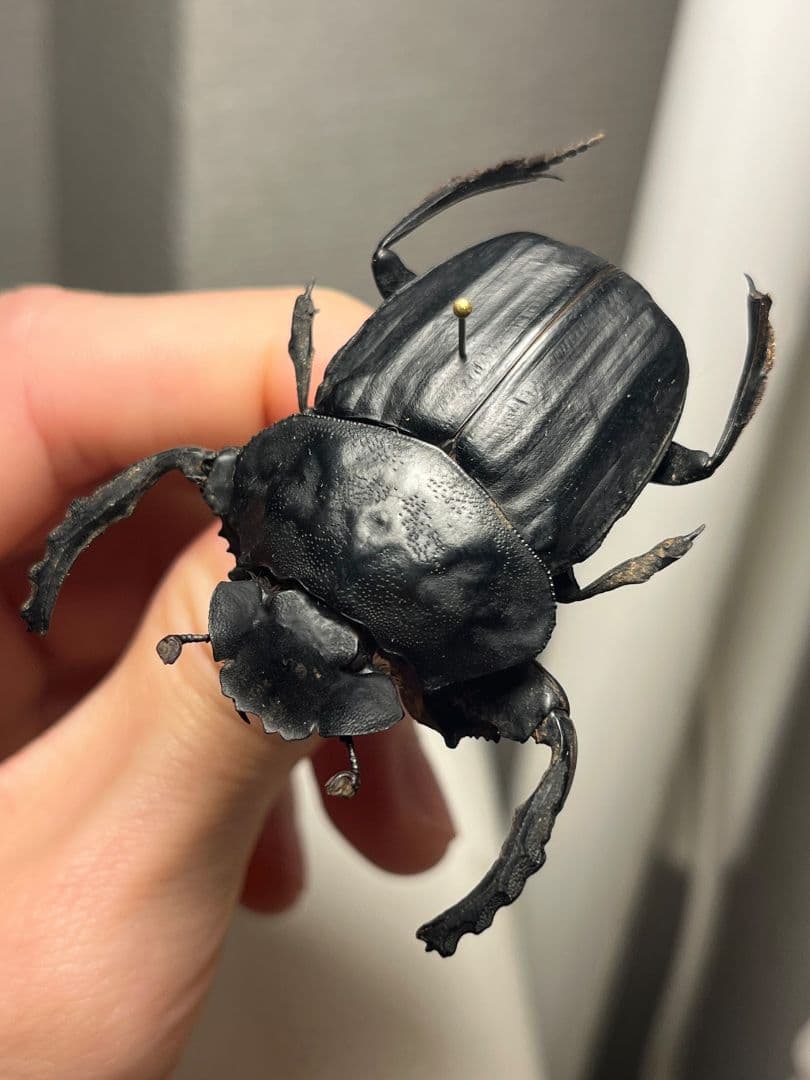 【属内2位】スネブトタマオシコガネ スカラベ糞虫フンチュウ昆虫標本 パキソマ