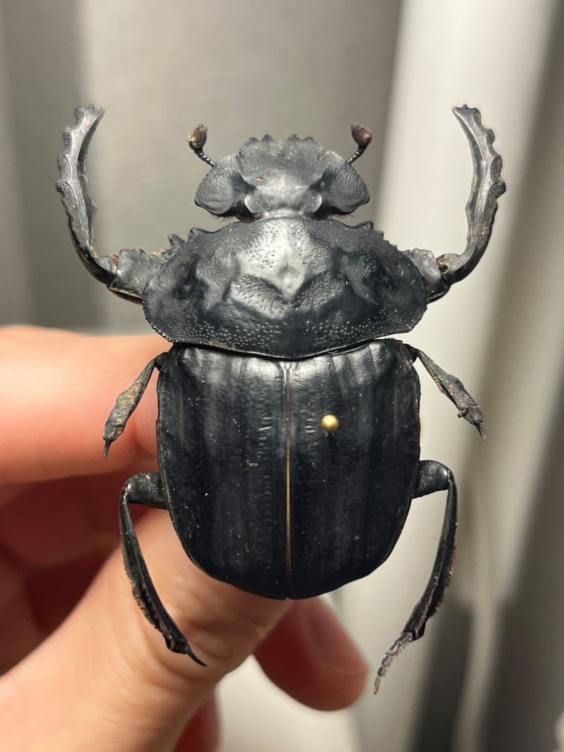 【属内2位】スネブトタマオシコガネ スカラベ糞虫フンチュウ昆虫標本 パキソマ