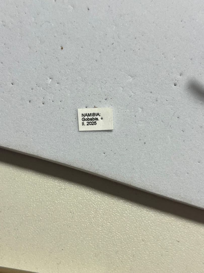 【属内2位】スネブトタマオシコガネ スカラベ糞虫フンチュウ昆虫標本 パキソマ