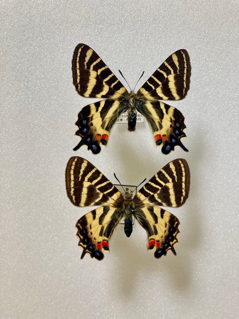 韓国ヒメギフチョウ（ペア、飼育品）