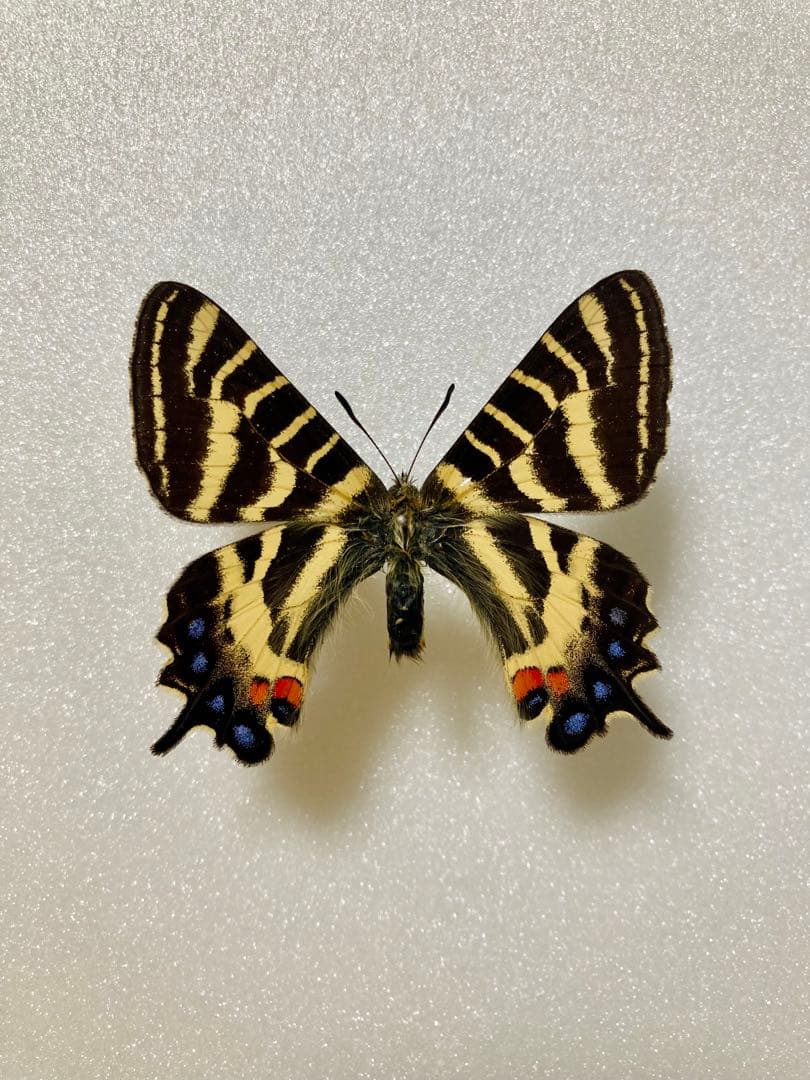 韓国ヒメギフチョウ（ペア、飼育品）