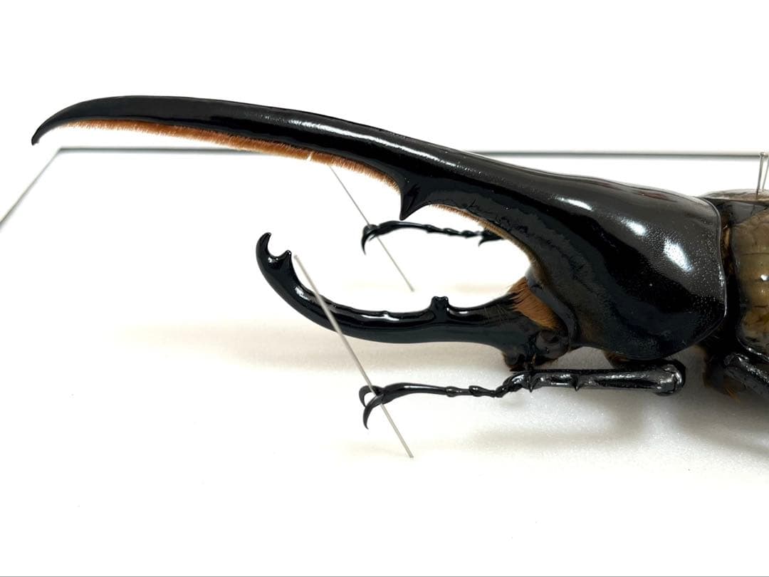 ヘラクレスオオカブト　標本　153mm