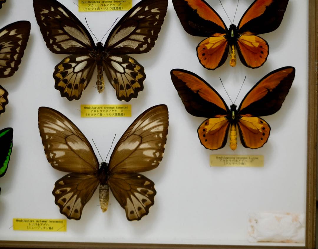 蝶標本  アカメガネトリバネアゲハ 産地別コレクション 研究用 大型ドイツ箱