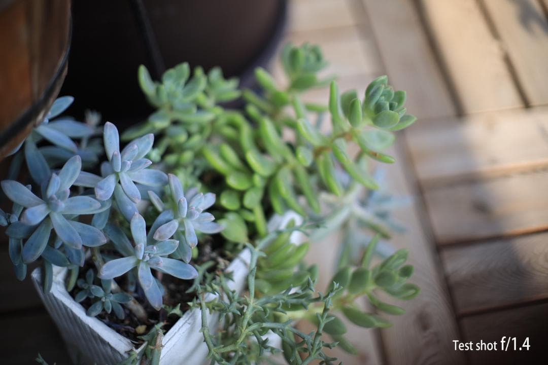 キヤノン Canon A-1 フィルムカメラ FD 50mm f/1.4 SSC