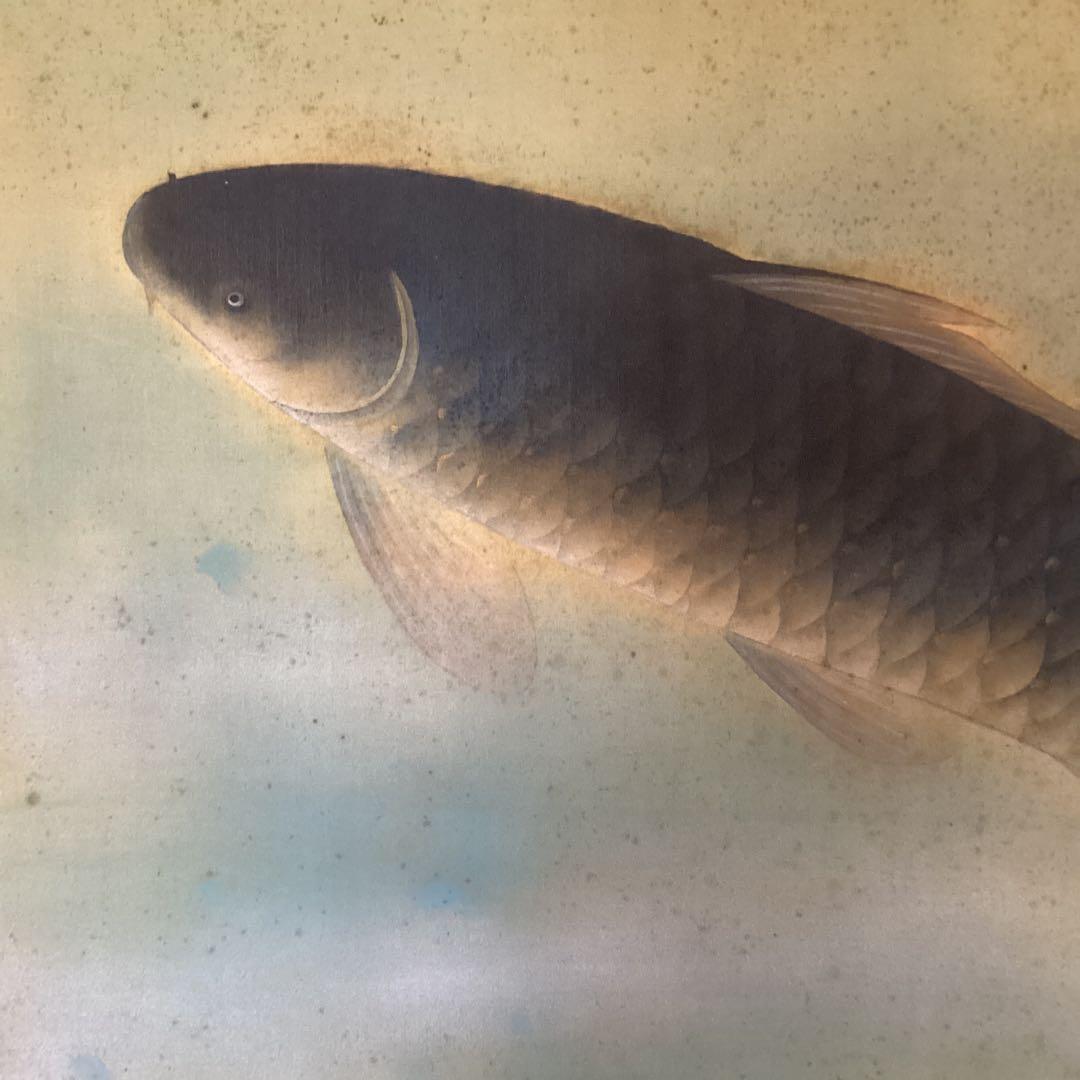 菱田春草　絹本横幅掛軸一幅　【　松　鯉　図　】自題箱　落款有軸先骨　模写　170