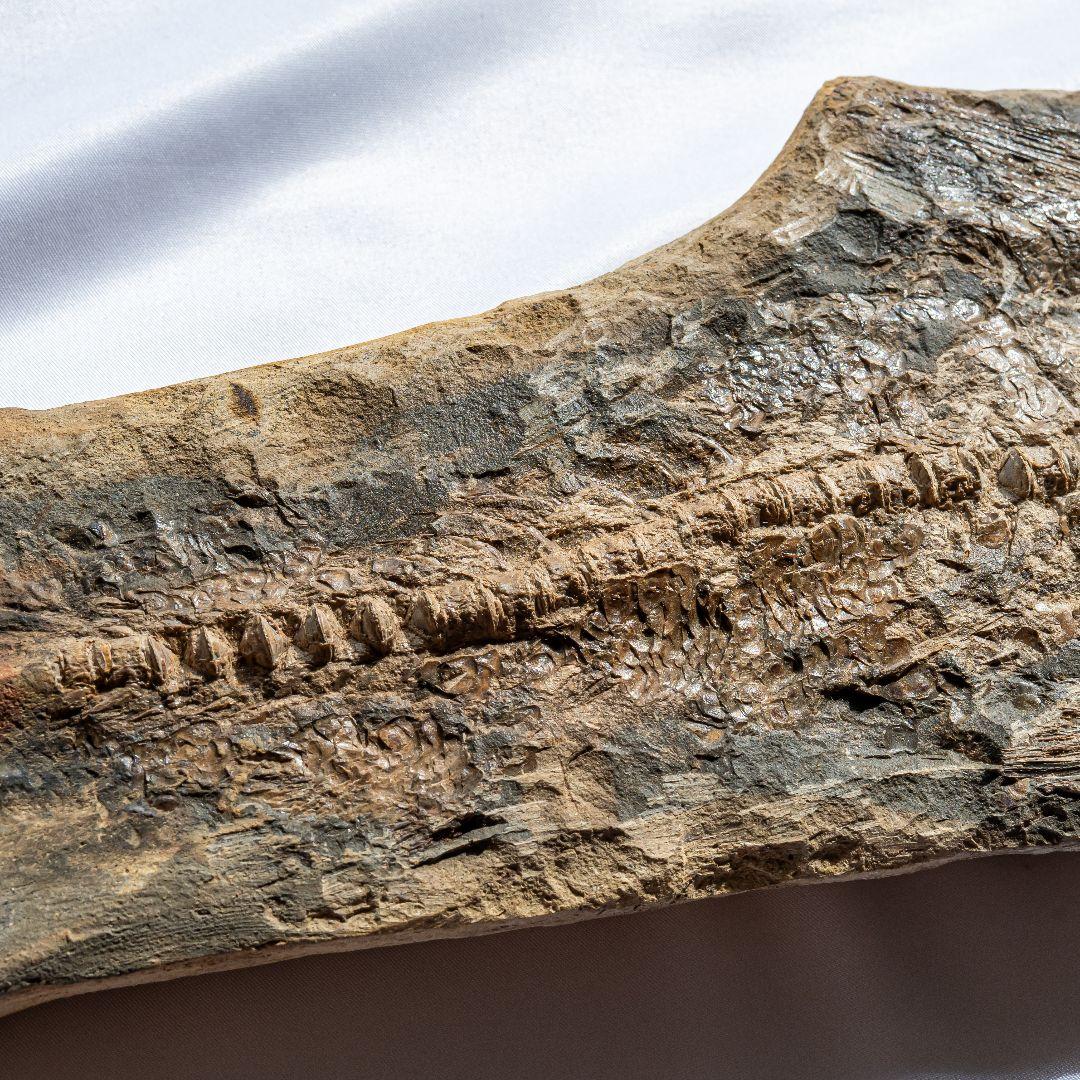 極上 古代魚 パラエロプス 全身 化石 本物 サンタナ層産 67.3cm pe1