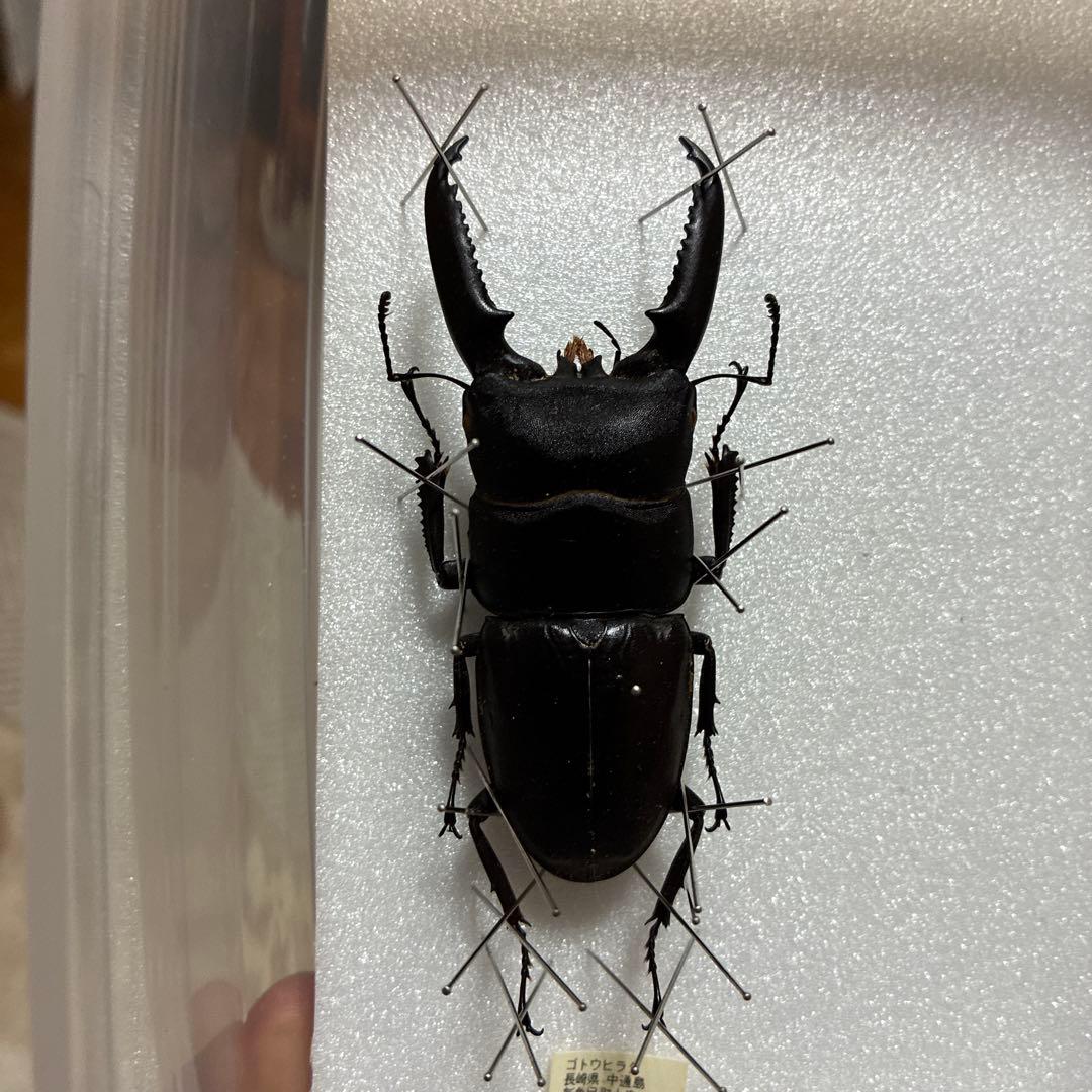 超特大　野外採集品　ゴトウヒラタ　77.0㎜