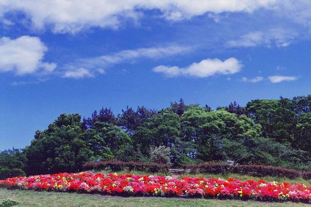 キヤノン　JET135 フィルムカメラ