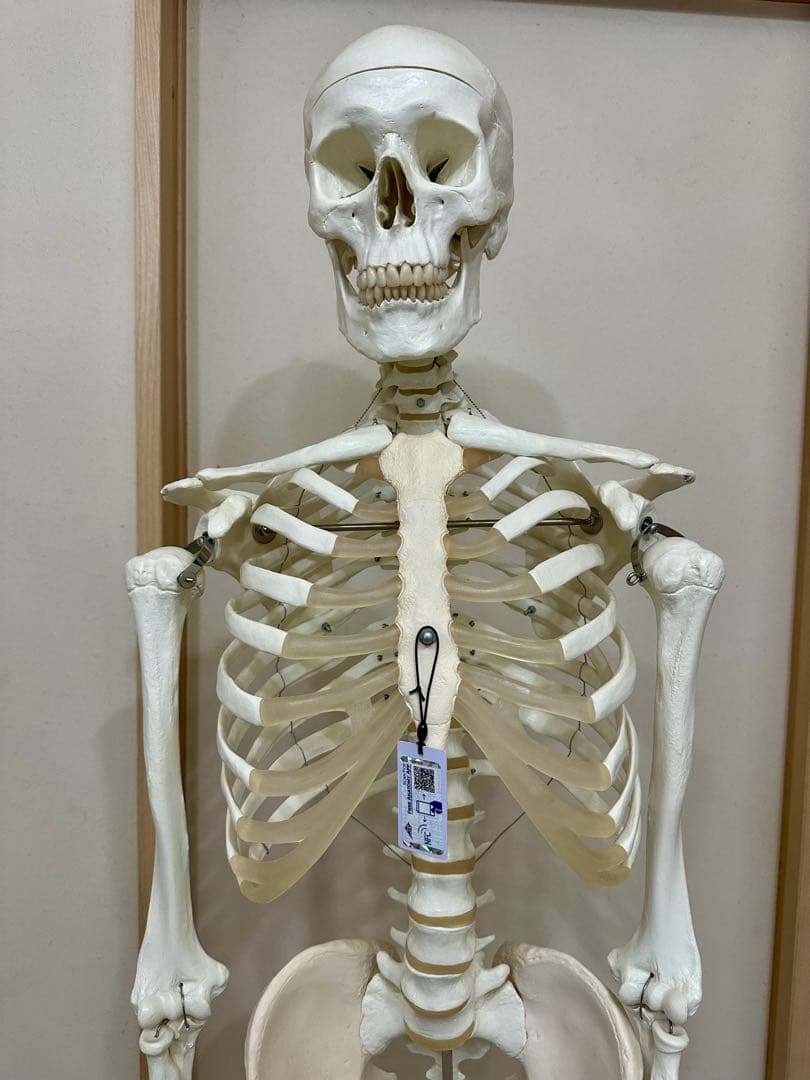 人体模型 約170cm キャスター付き