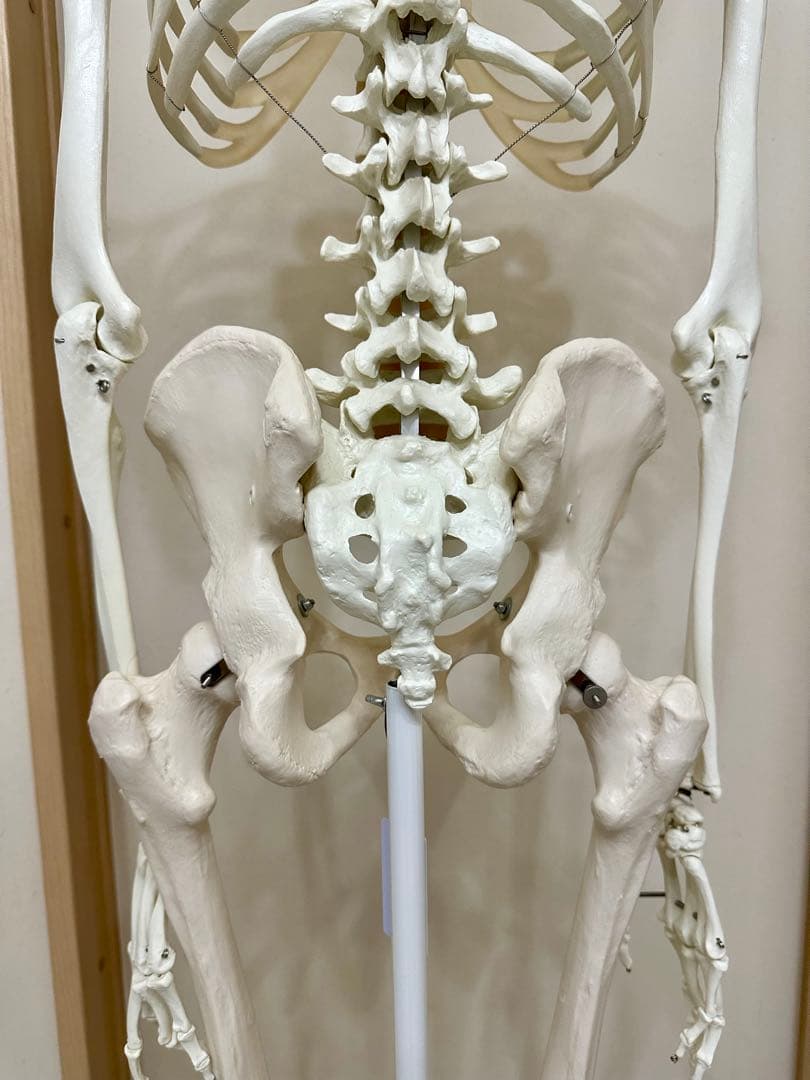 人体模型 約170cm キャスター付き