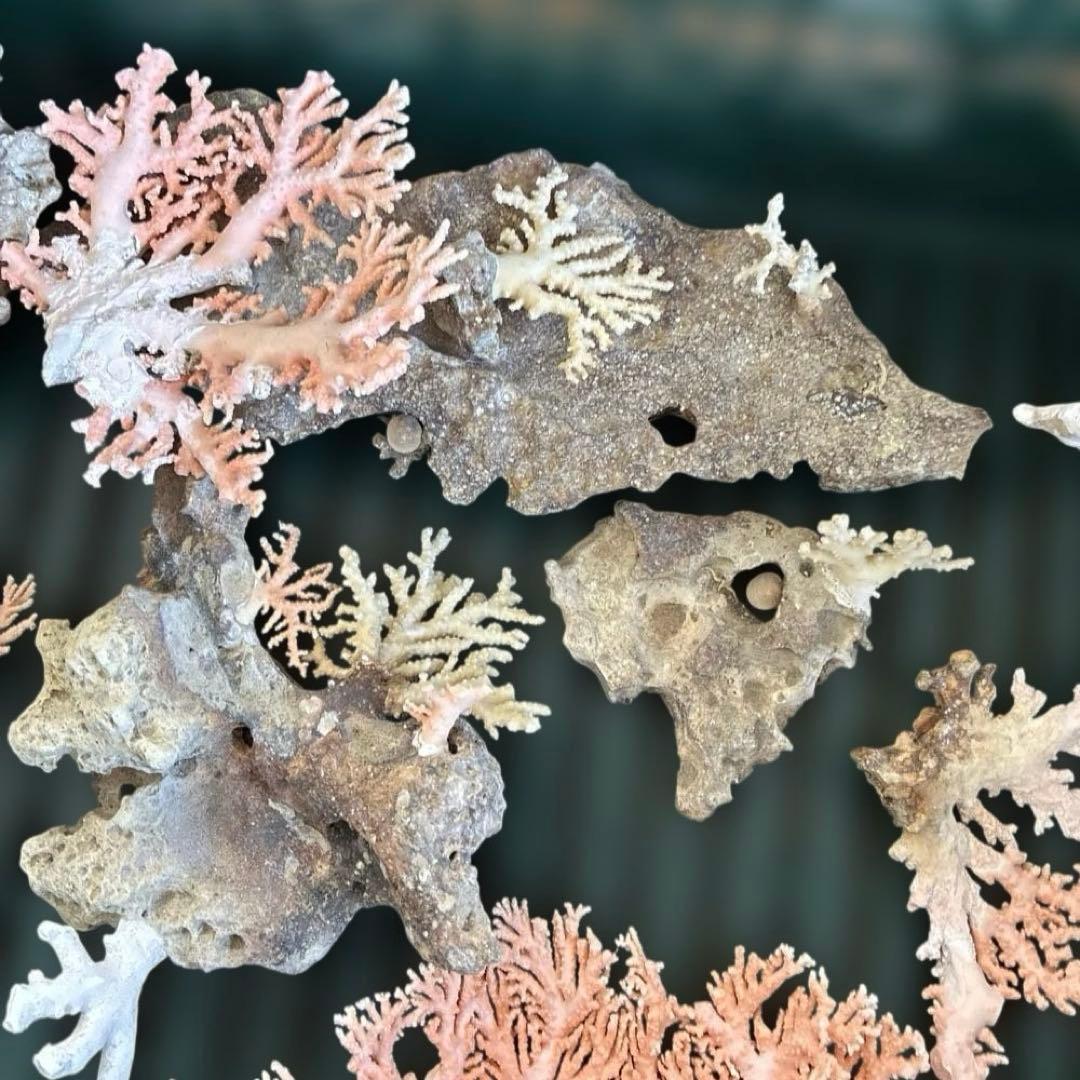 《岩礁 珊瑚礁　貝殻》海の役者達大量セット　アワビ　テングニシ貝　ヤツシロ貝