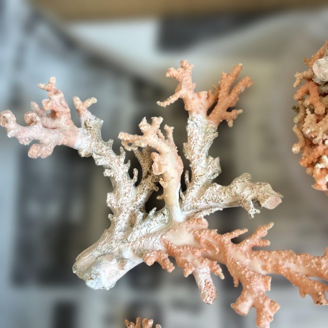 《岩礁 珊瑚礁　貝殻》海の役者達大量セット　アワビ　テングニシ貝　ヤツシロ貝