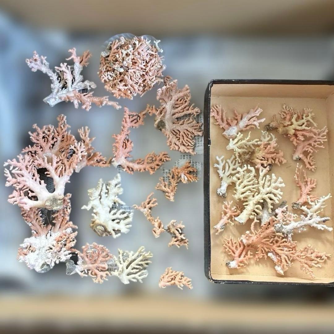 《岩礁 珊瑚礁　貝殻》海の役者達大量セット　アワビ　テングニシ貝　ヤツシロ貝