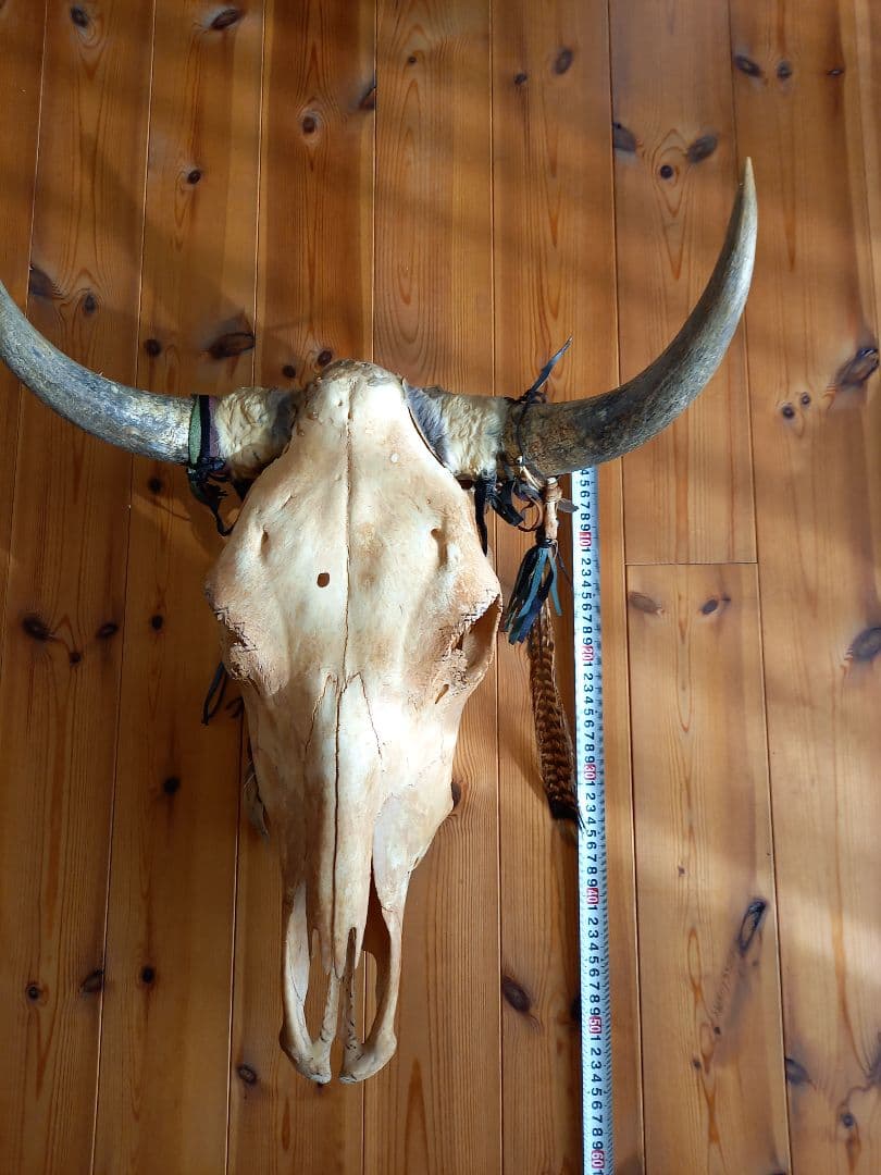 #バッファロースカル　#牛頭骨　#オブジェ　牛骨　2個セット