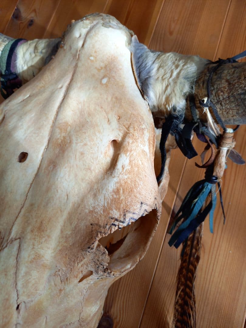 #バッファロースカル　#牛頭骨　#オブジェ　牛骨　2個セット