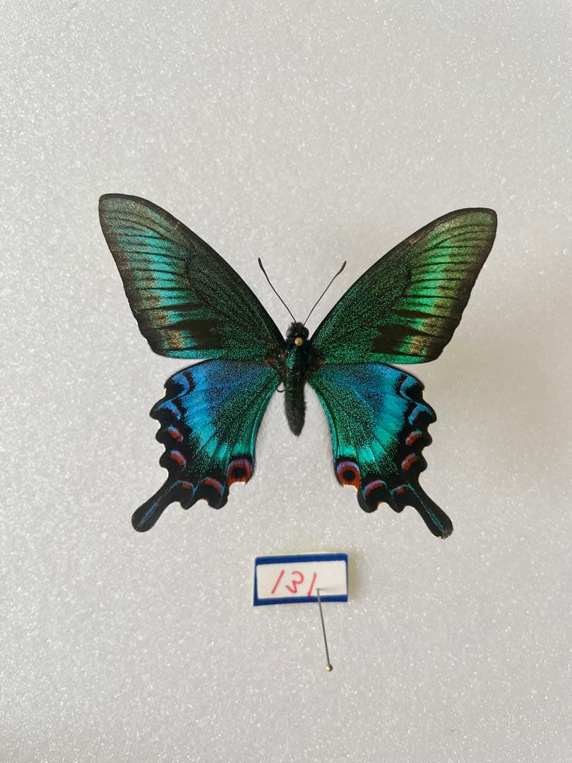 【異常型】ミヤマカラスアゲハ（1オス、北海道産）