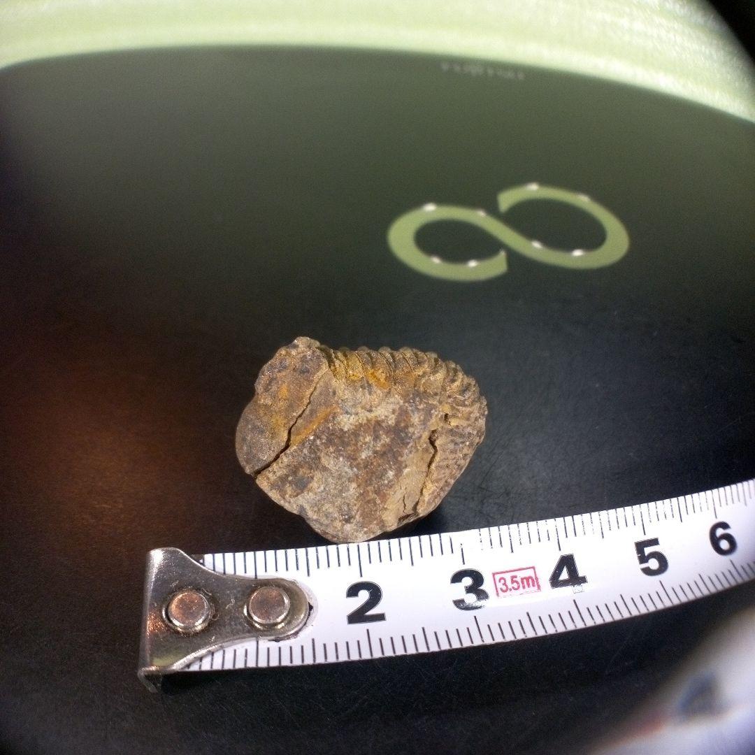 三葉虫　化石　fossil　ボリビア産　trilobite　Bolivia化石⑤